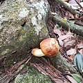 816麗陽縱走屋我尾山照片_200727_41.jpg