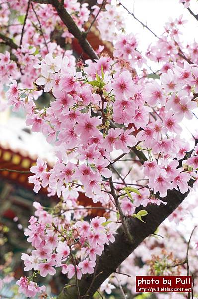 13.DSC09246.jpg 13.DSC09246.jpg