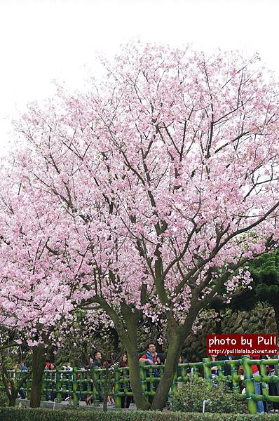 20.DSC09384.jpg 20.DSC09384.jpg