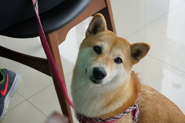 LRG_DSC06181.jpeg LRG_DSC06181.jpeg