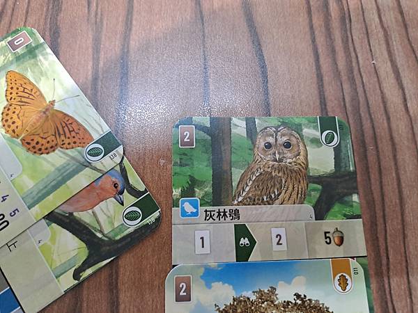 森森不息 Forest Shuffle 繁體中文版 開箱及規 森森不息 Forest Shuffle 繁體中文版 開箱及規