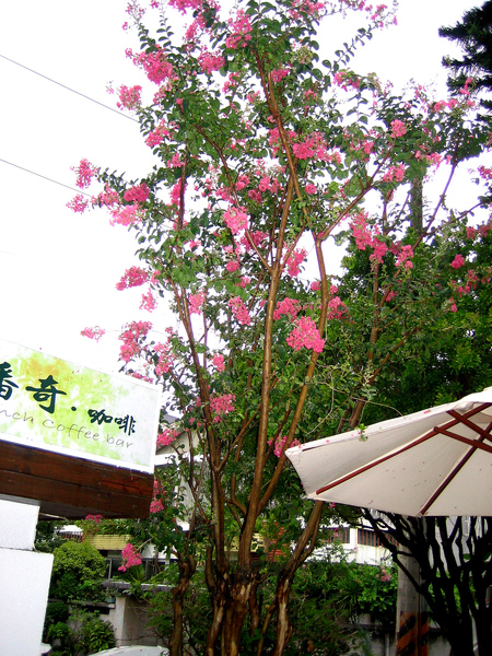 九宮樹-4.jpg 九宮樹-4.jpg