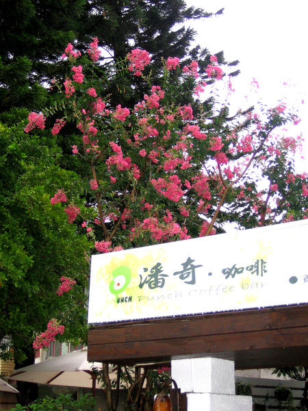 九宮樹-3.jpg 九宮樹-3.jpg