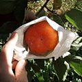 東勢摩天嶺-被紙袋保護得好好的柿子