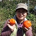 東勢摩天嶺-差距很大的大小柿