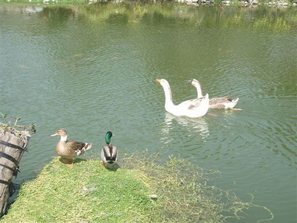 湖美茵-到處遊玩的公鵝