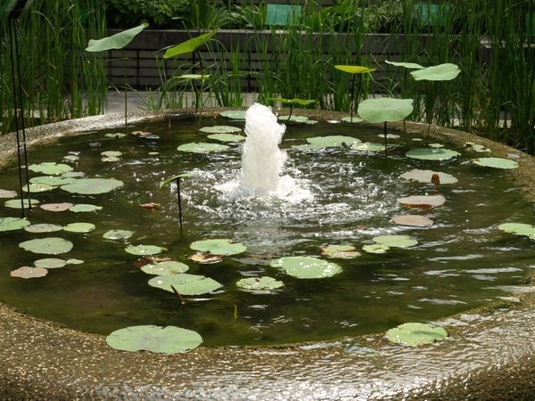 蓮花水池