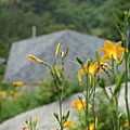 金針花&屋舍