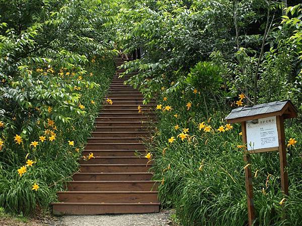 金針花步道