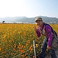 花況還不錯的黃色玻斯菊