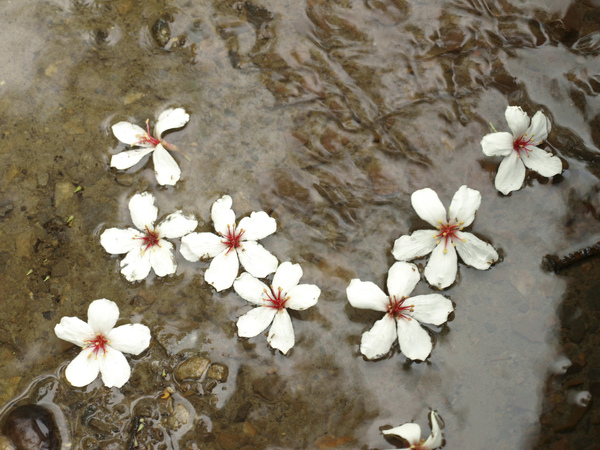 落花流水