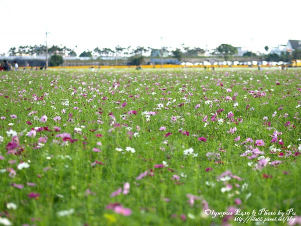 2009新社花海節~波斯菊