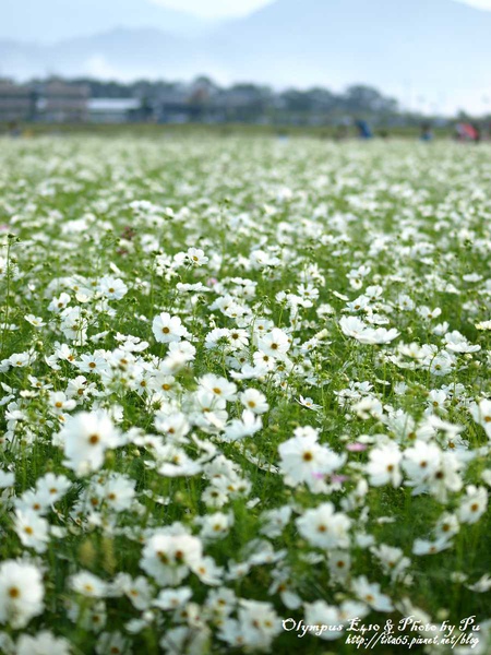 2009新社花海節~波斯菊