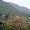 20080321竹子湖09.jpg