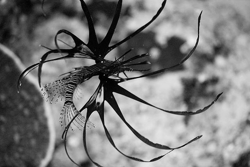 2714356991_a1323e113e[1].jpg