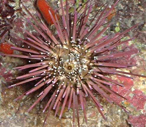 urchin_bottom2[1].jpg