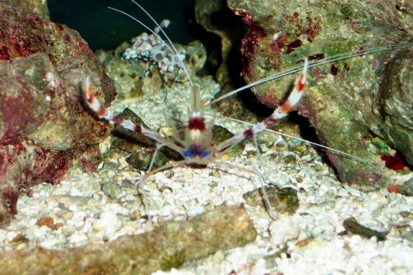 2%20shrimp[1].jpg