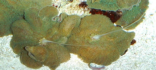 amplexidiscus_spawn[1].jpg