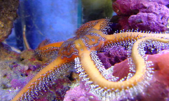 brittlestar[1].jpg