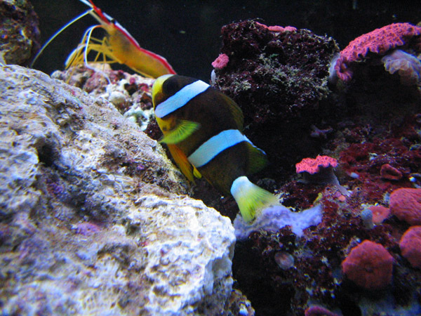 clown[1].jpg