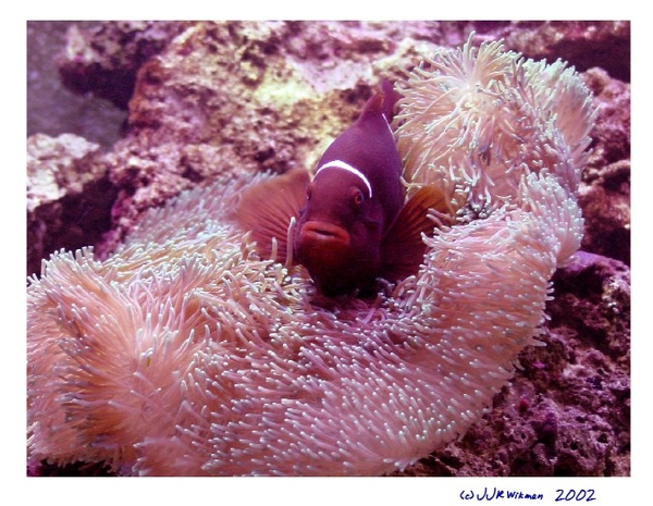 clown_anemone2rs[1].jpg
