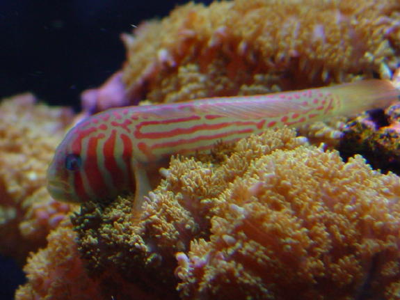 clowngobycloseup[1].jpg