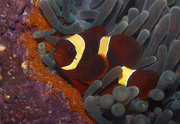 clowns60c[1].jpg