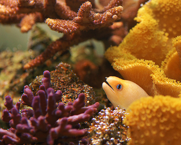eel[1].jpg