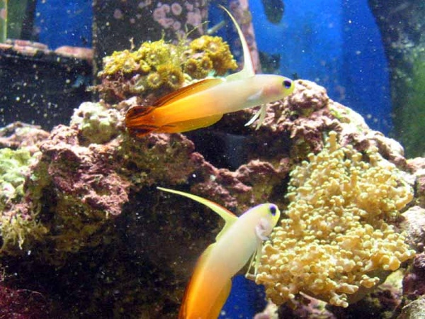 firefish%20and%20tank[1].jpg