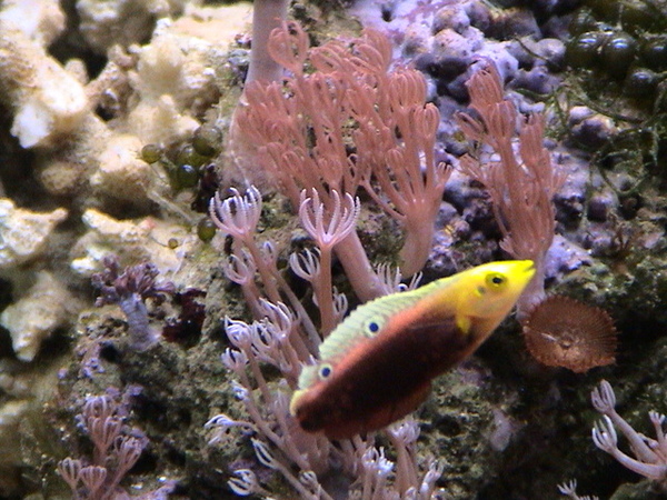 fish1%20003[1].jpg