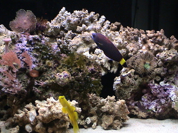 fish1%20031[1].jpg