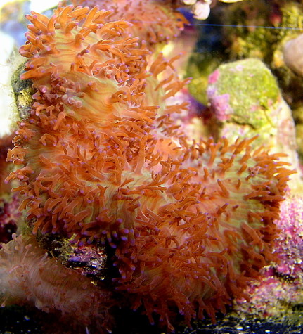 fuzzymushroom[1].jpg