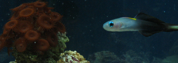 goby[1].jpg