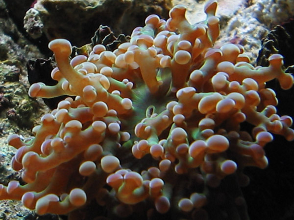 pic1[1].jpg