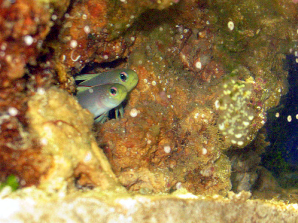 firefish%20cuddling%20%28higher%20quality%29[1].jpg