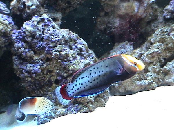 fish1%20014[1].jpg