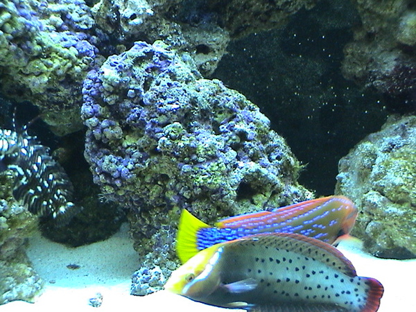 fish1%20035[1].jpg