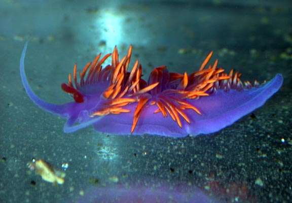flabellina%20iodinea[1].jpg