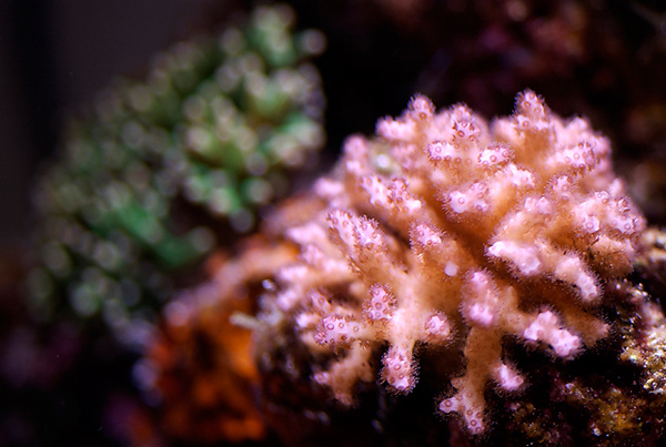 pocillopora1[1].jpg
