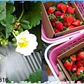 苗栗-欣欣草莓園01.jpg