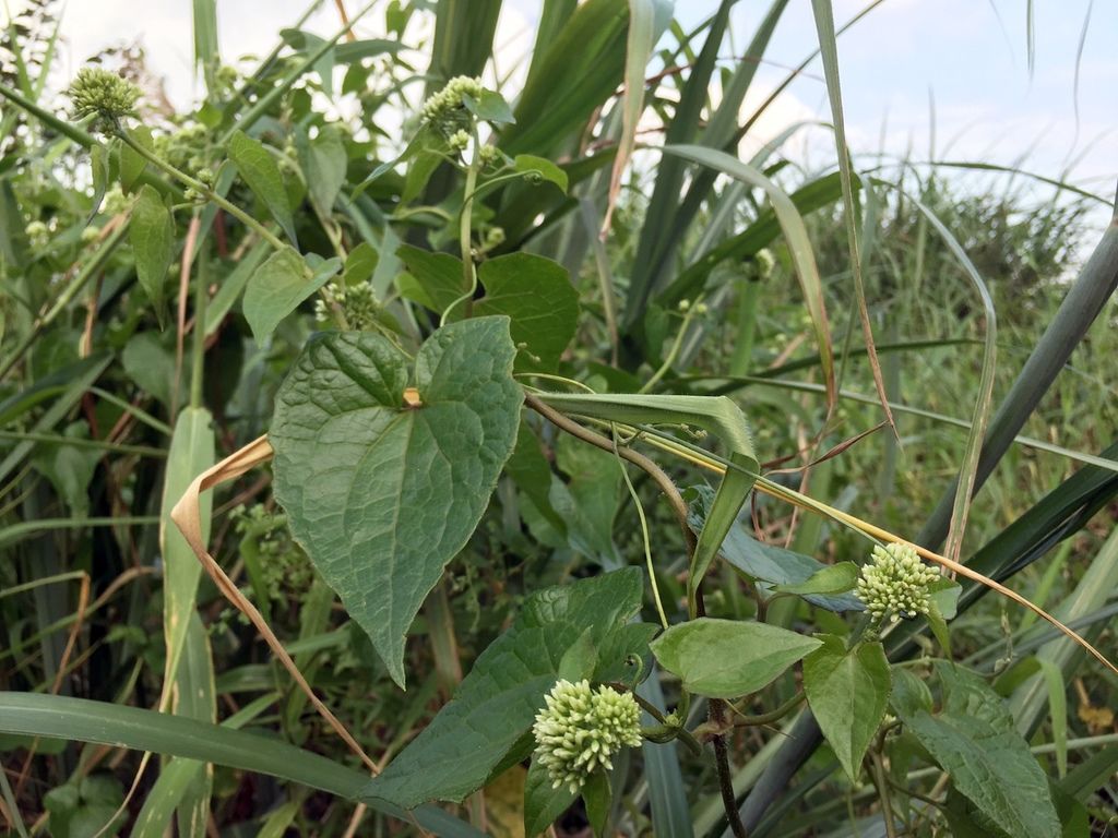 植物筆記 小花蔓澤蘭 蔓澤蘭 台灣澤蘭 外來入侵種以及與她相似的原生物種 澄 地 Pureaffection 痞客邦