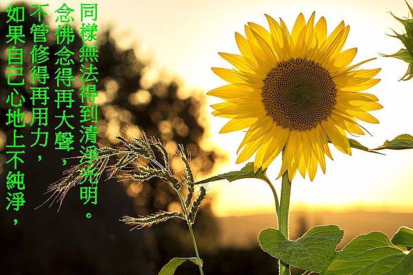 sunflower-1127174_960_720