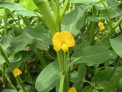 花落了就生嗎 落花生 Yu 的部落 痞客邦