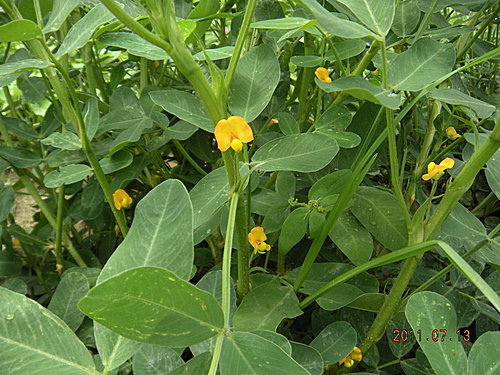 花落了就生嗎 落花生 Yu 的部落 痞客邦