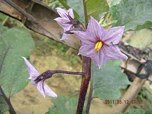 蔬菜之花 茄子花 Yu 的部落 痞客邦 蔬菜之花 茄子花 Yu 的部落 痞客邦