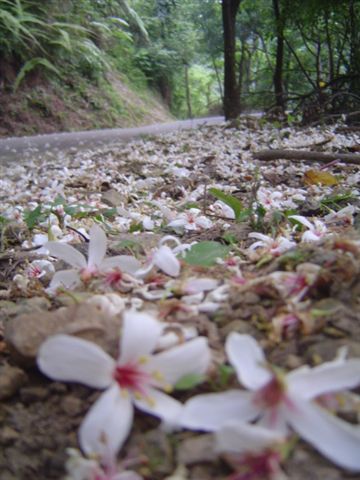 隨性大山背之旅 (44).JPG