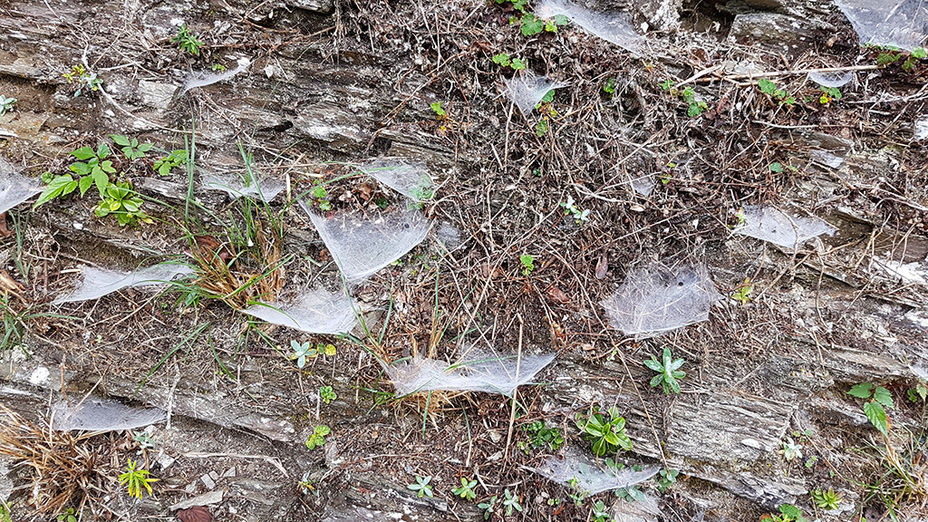 13山壁蜘蛛網.jpg - 宜蘭太平山山台灣毛櫸步道