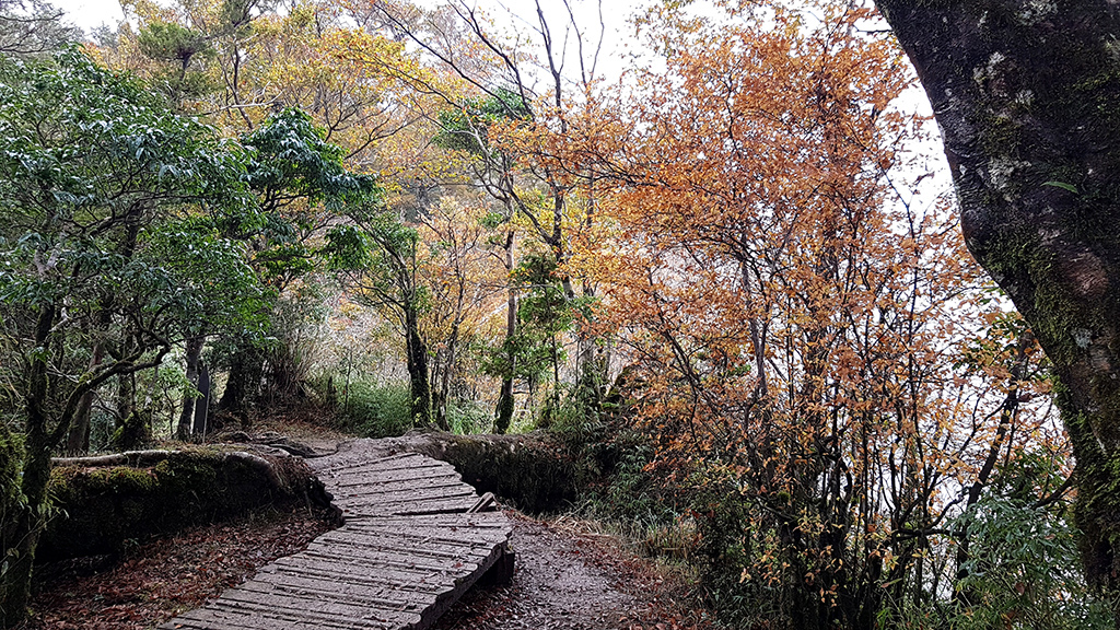 20回程山毛櫸.jpg - 宜蘭太平山山台灣毛櫸步道