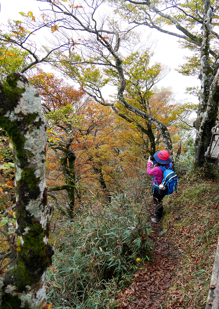 18山毛櫸步道終點.jpg - 宜蘭太平山山台灣毛櫸步道