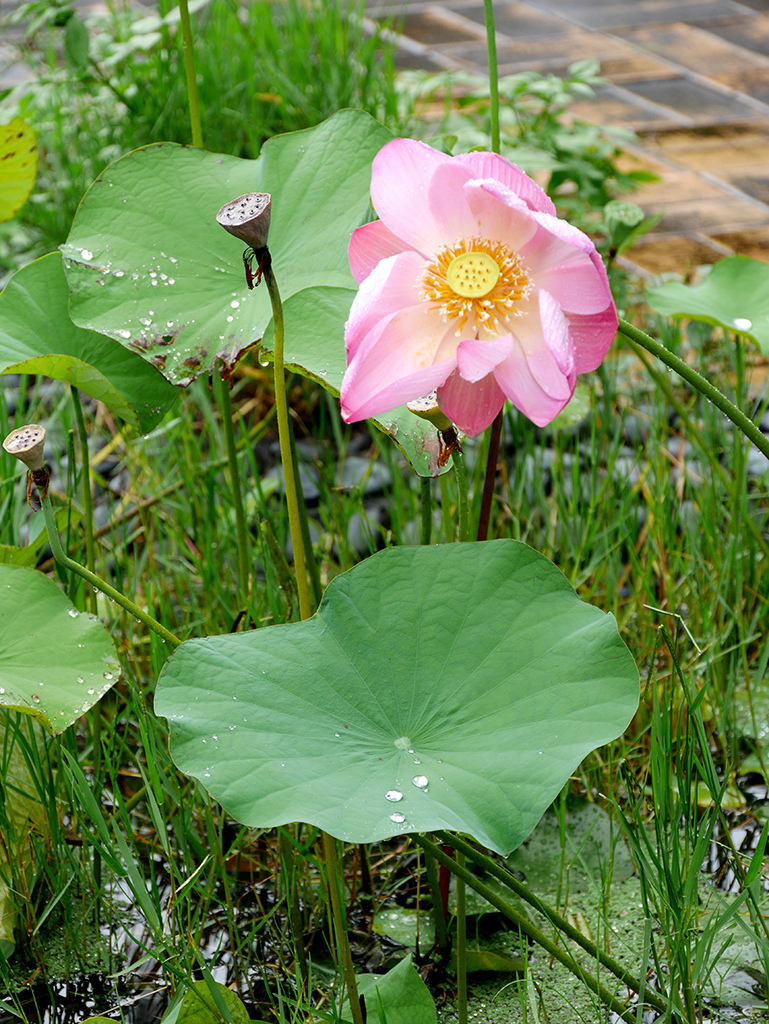 13荷花.jpg - 台中新社白冷圳、阿亮香菇園、百菇莊